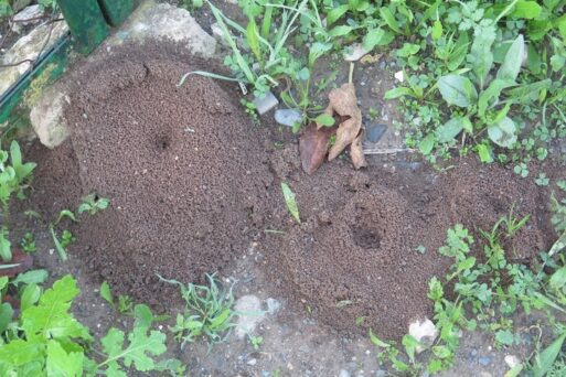 Learn how to get rid of ant hills without killing grass. Maintain your lush grass while eliminating ant hills with these effective methods.