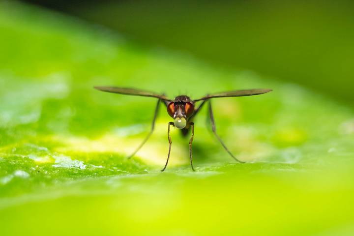 Learn how to get rid of flying termites in your home. Permanently eliminate flying termites with these proven strategies.