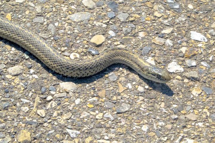 Find humane methods on how to get rid of garter snakes without killing them. Protect your space with the best strategies and coexist peacefully.